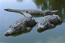 American Alligator (Alligator mississippiensis) three large adults laying in shallow water, Florida