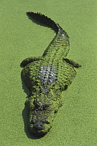 American Alligator (Alligator mississippiensis) resting motionless in duckweed swamp, Florida