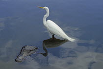 Great Egret (Ardea alba) standing on the back of an American Alligator (Alligator mississippiensis), Florida