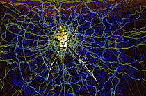 Spider research, a computer simulation of a Spider spinning its web is seen behind a live Spider in its web, University of Aarhus, Denmark