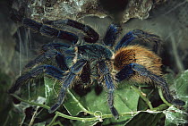 Greenbottle Blue Tarantula (Chromatopelma cyaneopubescens) portrait, native to Venezuela