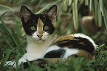 Domestic Cat (Felis catus) juvenile resting in dense vegetation in a garden, The Hemingway House, Key West, Florida
