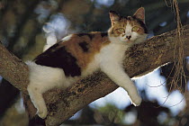 Domestic Cat (Felis catus) Calico relaxing in a tree above the garden, Hemingway House, Key West, Florida