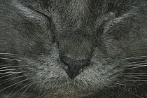 Domestic Cat (Felis catus) close-up of a sleeping cat, The Hemingway House, Key West, Florida