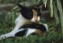 Domestic Cat (Felis catus) Calico in the garden cleaning its fur, The Hemingway House, Key West, Florida