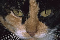 Domestic Cat (Felis catus) close-up of face, The Hemingway House, Key West, Florida