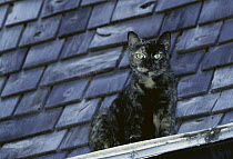 Domestic Cat (Felis catus) sitting on a rain gutter, overlooking the garden, The Hemingway House, Key West, Florida