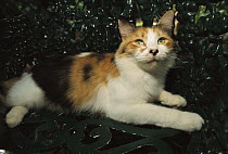 Domestic Cat (Felis catus) Calico resting on a bench in the garden, The Hemingway House, Key West, Florida