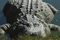 American Alligator (Alligator mississippiensis) old adult resting on the shore of a pond, Florida