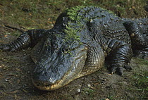 American Alligator (Alligator mississippiensis) portrait on a riverbank, Florida