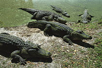 American Alligator (Alligator mississippiensis) group on riverbank, Florida
