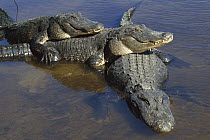 American Alligator (Alligator mississippiensis) three adults, laying in shallow water, Florida