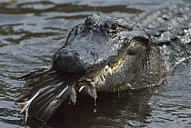 American Alligator (Alligator mississippiensis) with a freshly killed Egret in its mouth, unlike mammal predators they don't depend on food as a permanent energy supply, in summer and spring they eat...