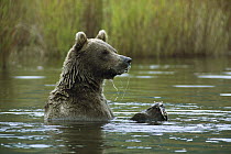 Grizzly Bear (Ursus arctos horribilis) standing in the Brooks River with a captured Salmon between its paws, Katmai National Park, Alaska