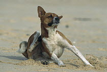 Domestic Dog (Canis familiaris) sitting on the beach, scratching with hind leg, Armacao De Pera Algarve, Portugal