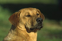 Domestic Dog (Canis familiaris) portrait, Yellow Labrador Retriever mix, Armacao De Pera, Algarve, Portugal