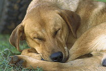 Domestic Dog (Canis familiaris) sleeping, Labrador Retriever mix, Armacao De Pera, Algarve, Portugal