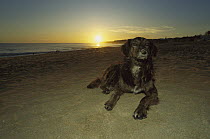 Domestic Dog (Canis familiaris) laying on the beach at sunset, Armacao De Pera, Algarve, Portugal