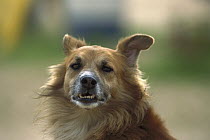Domestic Dog (Canis familiaris) portrait showing teeth, Ferragudo, Algarve, Portugal