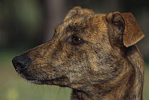 Domestic Dog (Canis familiaris) portrait of a young female, Monte Gordo, Algarve, Portugal