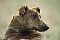Domestic Dog (Canis familiaris) portrait of a young female, Monte Gordo, Algarve, Portugal