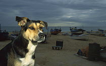 Domestic Dog (Canis familiaris) sitting on old nets on the beach with fishing boats in background, Quarteira, Algarve, Portugal