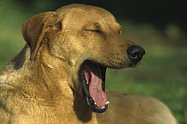 Domestic Dog (Canis familiaris) yawning, Armacao De Pera, Algarve, Portugal