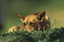 Domestic Dog (Canis familiaris) young female resting, Luz, Algarve, Portugal