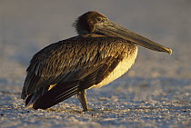 Brown Pelican (Pelecanus occidentalis) standing on the beach in the late afternoon light, Indian Shores, Florida
