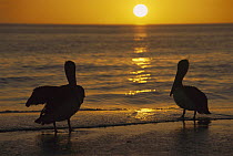 Brown Pelican (Pelecanus occidentalis) pair silhouetted on beach at sunset, Indian Shores, Florida