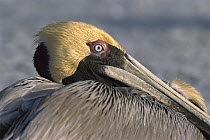 Brown Pelican (Pelecanus occidentalis) in breeding plumage, Indian Shores, Florida