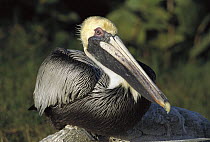 Brown Pelican (Pelecanus occidentalis) with breeding plumage sitting on driftwood, Indian Shores, Florida