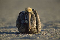 Brown Pelican (Pelecanus occidentalis) in breeding plumage sitting on the beach in late afternoon, Indian Shores, Florida