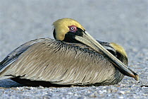 Brown Pelican (Pelecanus occidentalis) in breeding plumage sitting on the beach, Indian Shores, Florida