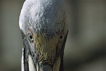 Brown Pelican (Pelecanus occidentalis) close-up of a juvenile's eyes, Indian Shores, Florida
