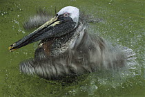 Brown Pelican (Pelecanus occidentalis) bathing, Indian Shores, Florida