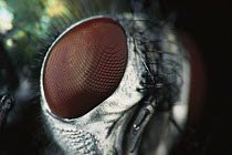 Greenbottle Fly (Lucilia caesar) close-up of compound eye, worldwide distribution