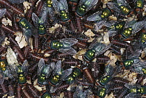 Greenbottle Fly (Lucilia caesar) mass of newly hatched flies on cocoons, worldwide distribution