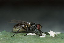 House Fly (Musca domestica) with her freshly laid eggs, worldwide distribution