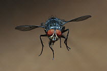 Blue Bottle Fly (Calliphora erythrocephala) flying, worldwide distribution