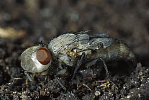 Blue Bottle Fly (Calliphora erythrocephala) newly hatched, still has forehead bubble and body is light and soft, worldwide distribution
