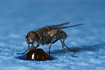 House Fly (Musca domestica) on a napkin, feeding on a drop of marmalade, worldwide distribution