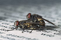House Fly (Musca domestica) pair mating on a newspaper, worldwide distribution
