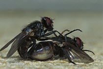 House Fly (Musca domestica) pair mating, worldwide distribution