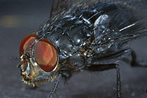 Blue Bottle Fly (Calliphora erythrocephala) close-up portrait showing compound eye, worldwide distribution