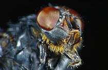 Blue Bottle Fly (Calliphora erythrocephala) close-up portrait showing compound eyes and mouth parts, worldwide distribution