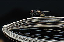 House Fly (Musca domestica) on a folded newspaper, worldwide distribution