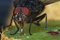 Blue Bottle Fly (Calliphora erythrocephala) feeding on Kiwi fruit showing compound eyes and mouth parts, worldwide distribution