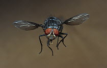 Blue Bottle Fly (Calliphora erythrocephala) flying, worldwide distribution