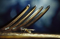 House Fly (Musca domestica) in the shadow of a fork, worldwide distribution